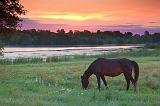 Grazing Horse At Sunrise_19672-3
